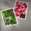 Geranium and Neroli Aromatic Benefits for Mind and Skin in Ayurveda