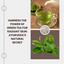 Green Tea for Radiant Skin: Ayurveda's Natural Secret